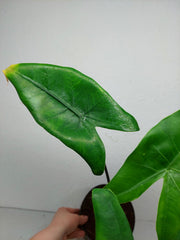 Sad Plants