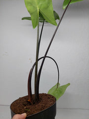 Sad Plants