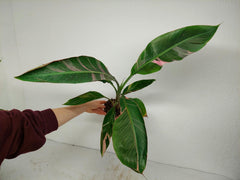 Musa Nono Pink Variegata