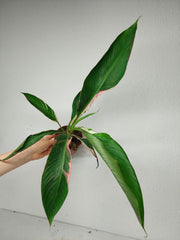 Musa Nono Pink Variegata