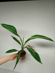 Musa Nono Pink Variegata
