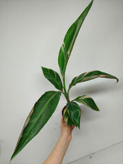 Musa Nono Pink Variegata