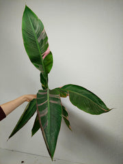 Musa Nono Pink Variegata