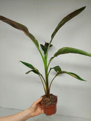 Musa Nono Pink Variegata
