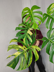 Monstera Aurea Adult