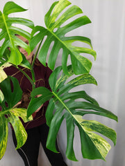 Monstera Aurea Adult