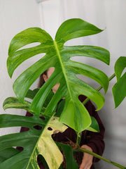 Monstera Aurea Adult