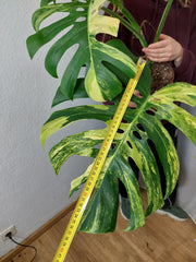 Monstera Aurea Adult