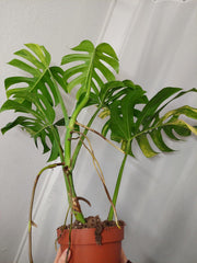 Monstera Aurea Adult