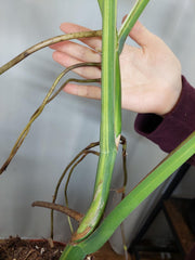 Monstera Aurea Adult