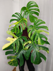 Monstera Aurea Adult
