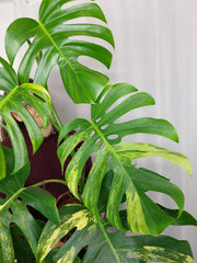 Monstera Aurea Adult