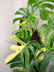 Monstera Aurea Adult