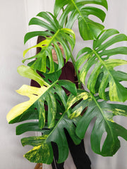 Monstera Aurea Adult