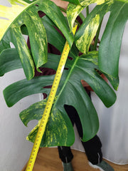 Monstera Aurea Adult