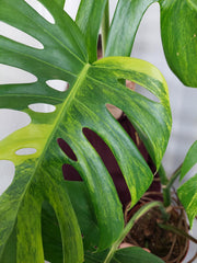 Monstera Aurea Adult