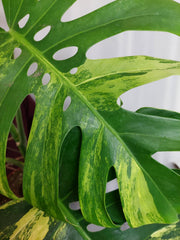 Monstera Aurea Adult
