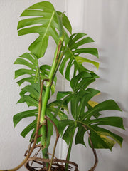 Monstera Aurea Adult