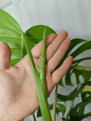 Monstera Aurea Adult