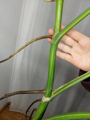 Monstera Aurea Adult