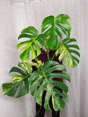Monstera Aurea