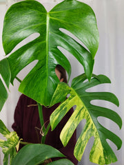 Monstera Aurea