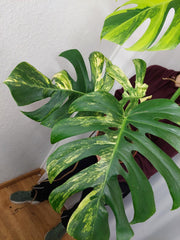 Monstera Aurea