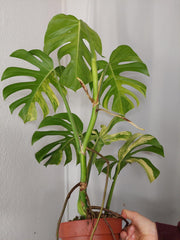 Monstera Aurea