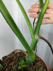 Monstera Aurea