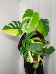 Monstera Aurea