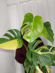 Monstera Aurea