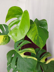 Monstera Aurea