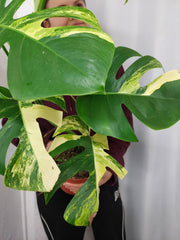 Monstera Aurea