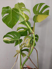 Monstera Aurea