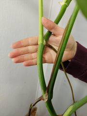 Monstera Aurea