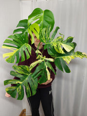 Monstera Aurea