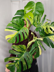Monstera Aurea