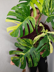 Monstera Aurea