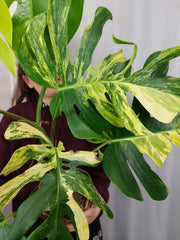 Monstera Aurea