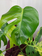 Monstera Aurea