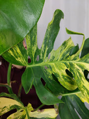 Monstera Aurea
