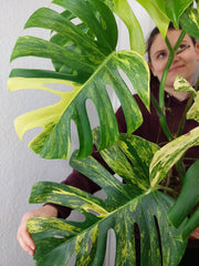 Monstera Aurea