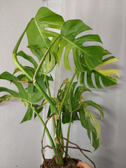 Monstera Aurea