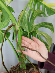 Monstera Aurea