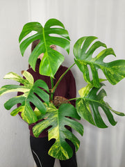 Monstera Aurea