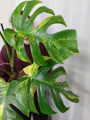 Monstera Aurea