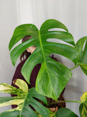 Monstera Aurea