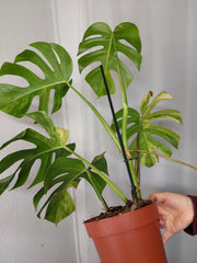 Monstera Aurea