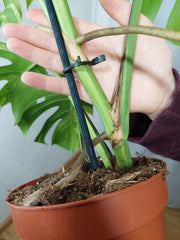Monstera Aurea