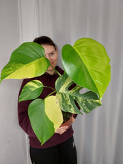 Monstera Aurea